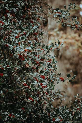 new forest national park closeup photography of green and red plants united kingdom